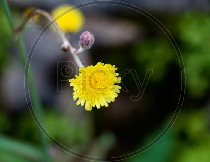 Sonchus Asper, Rough Milk Thistle Or Spiny Sow Thistle Flower Belonging To The Dandelion Family