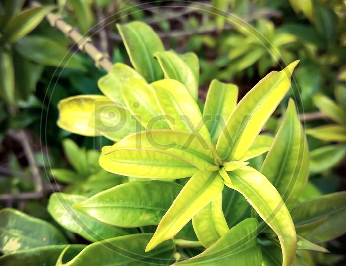 Terrestrial green leaves