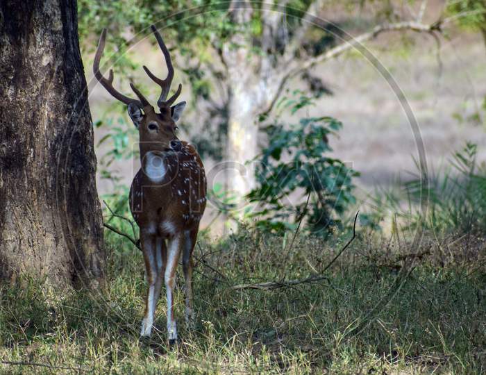 A spotted deer (Chital) is a beautiful species of deer found in Indian forests. This individual was standing in the shade of huge trees and scanning the area for predator. Scientific name is Axis axis