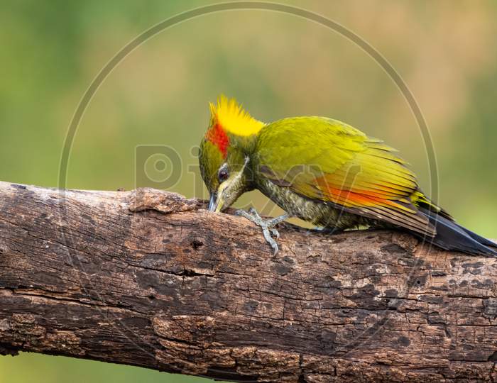 Lesser Yellownape Woodpecker Feeding On A Log