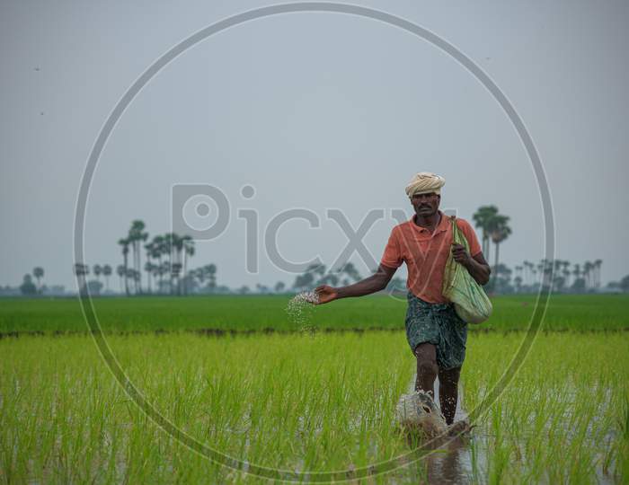 Man sprinkling pestisides in a paddy field