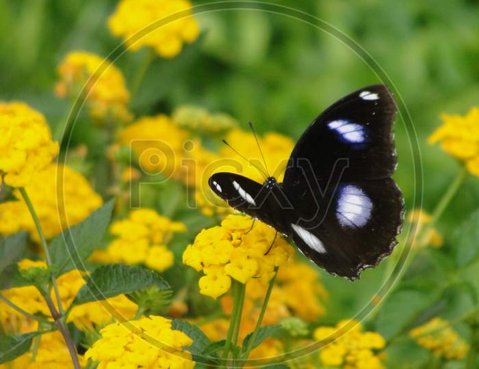 butterfly on flower,yellow flowers,tricolour butterfly (black,white and violet