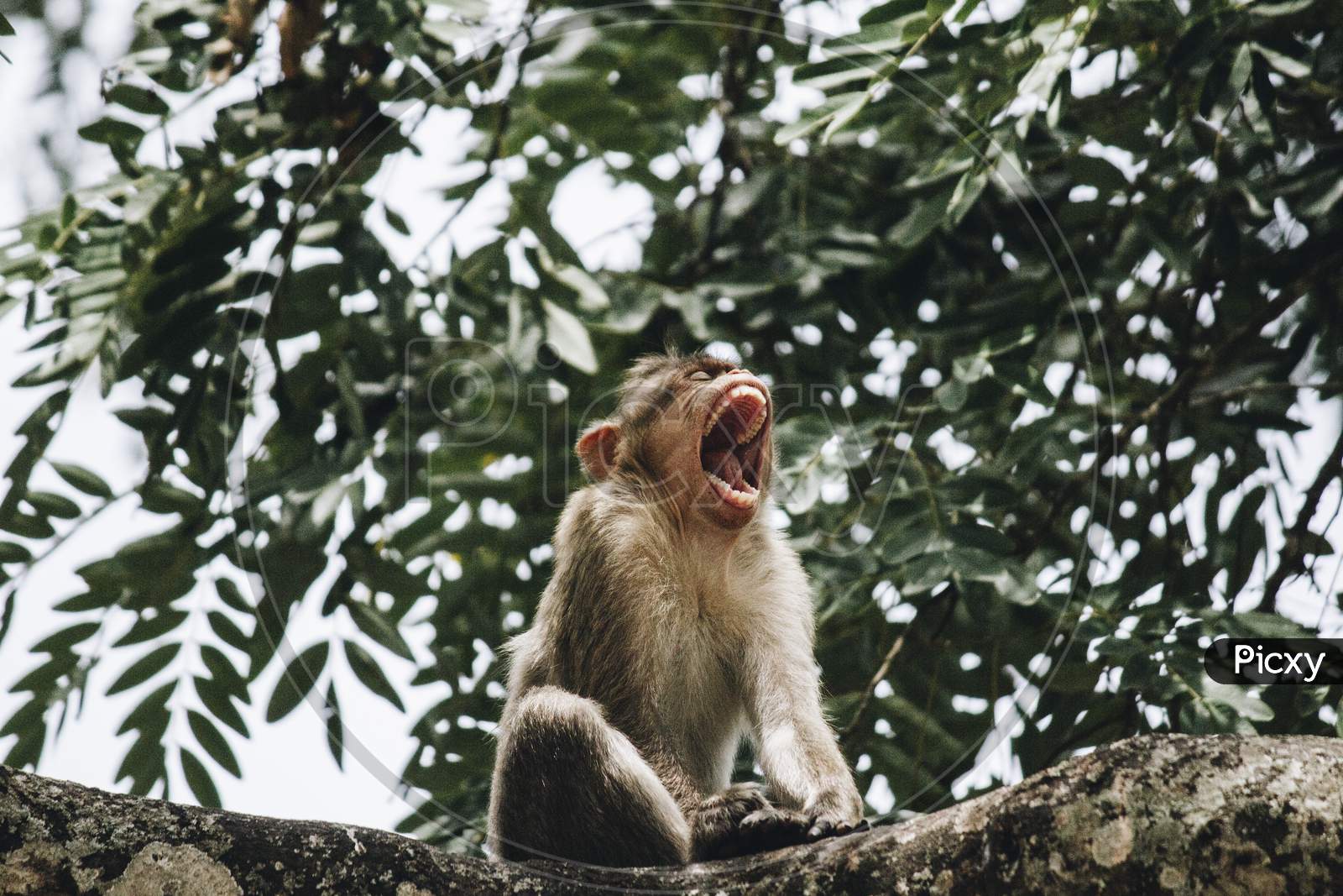 Indian Macaque Monkey Sitting On A Branch And Yawning