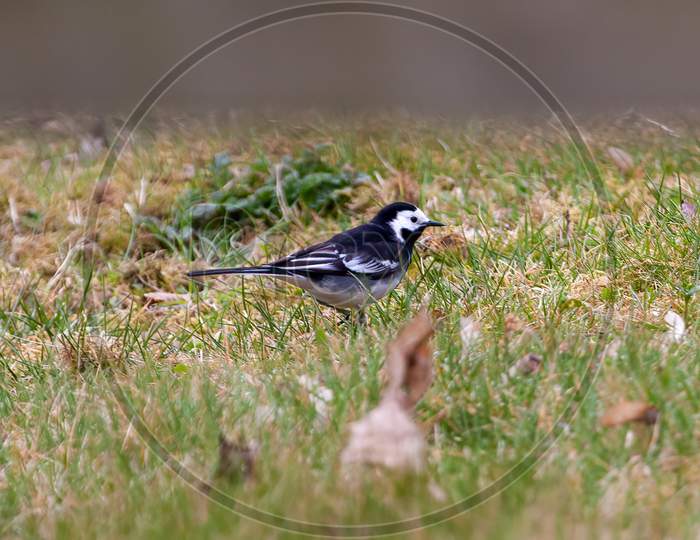 Hungry Pied Wagtail, Motacilla Alba, Searching For Insects In Meadow