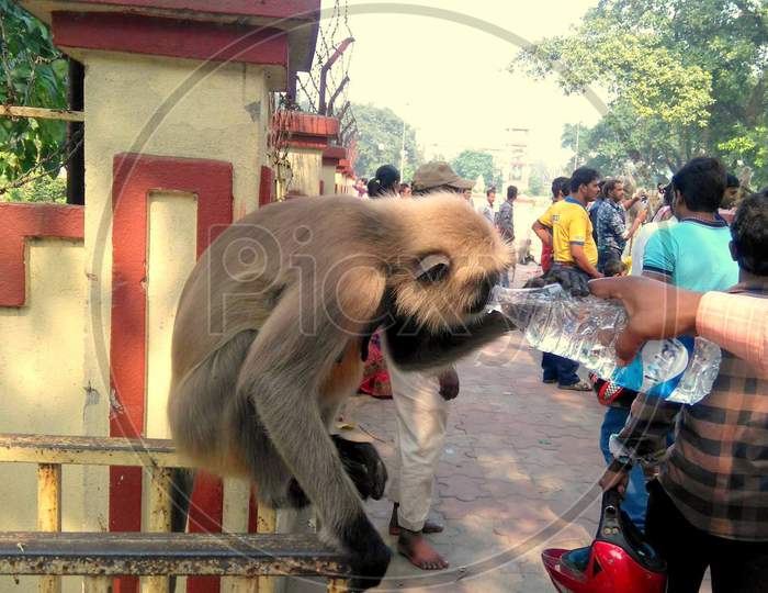 Serving water to Monkey.