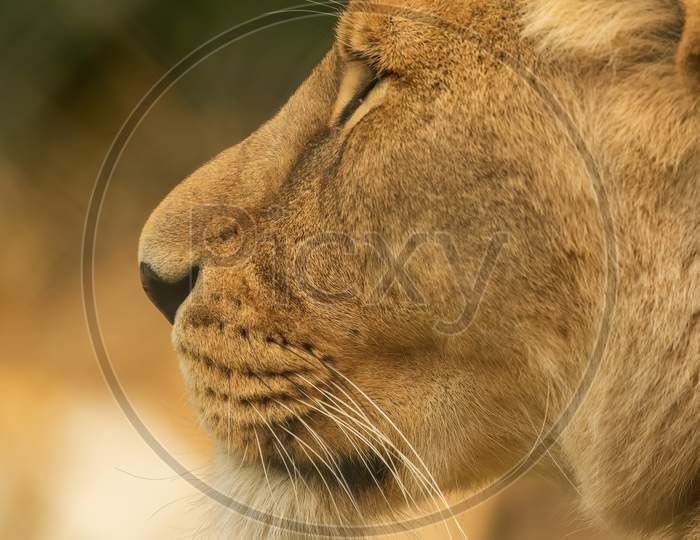 Imposing African Lion, Panthera Leo, Side View Head Shot