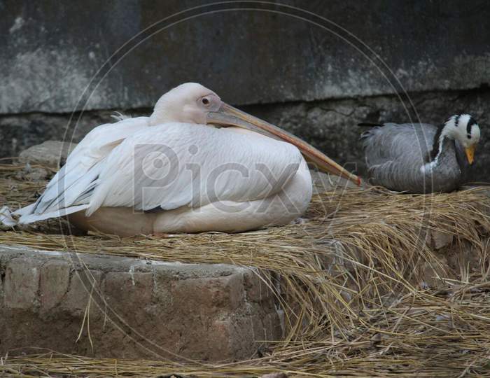 White Swan Sitting on Ground