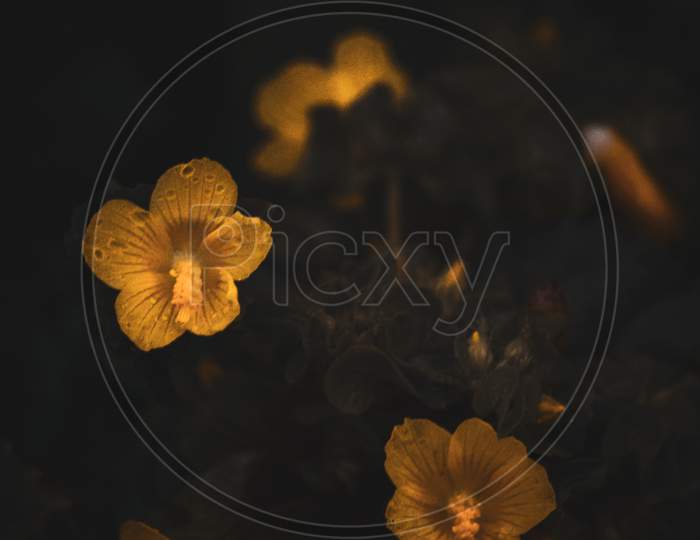 Micro yellow flower