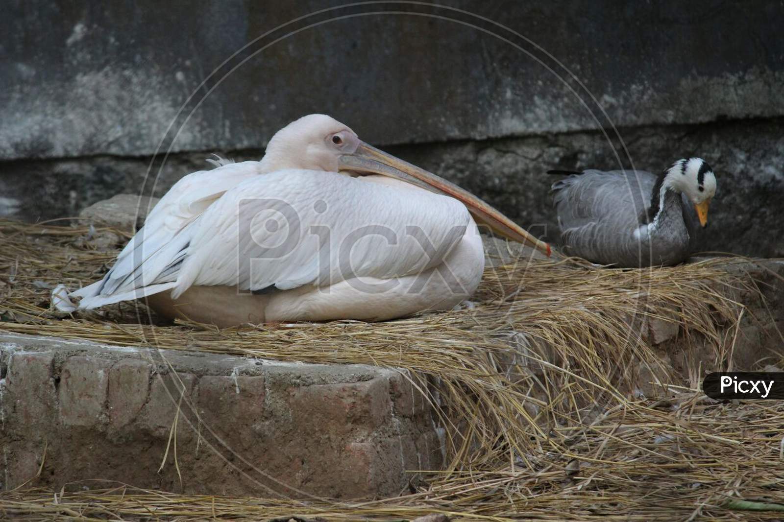 White Swan Sitting on Ground