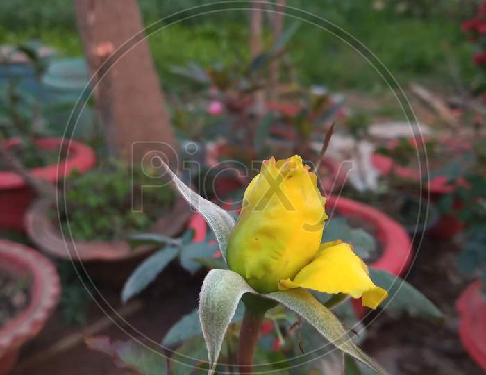 Flowering plant rose
