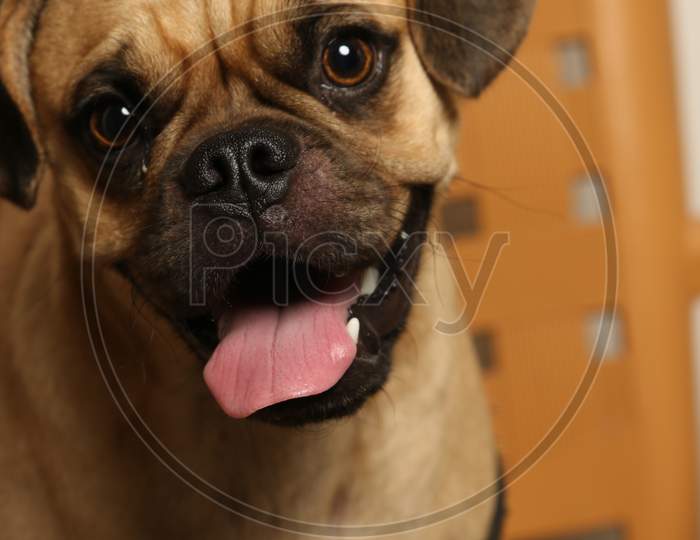 Pug portrait pug dog