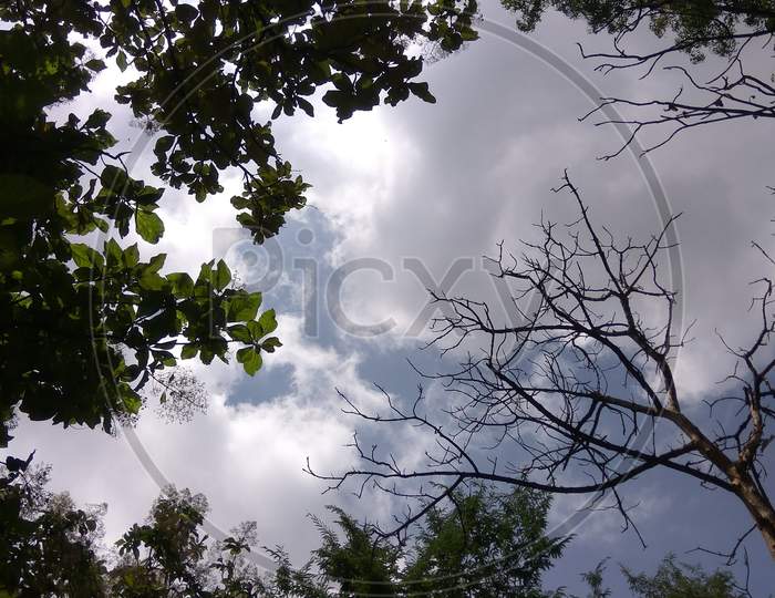 tree top with sky background