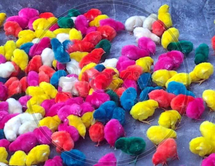 Colorful baby chicks.