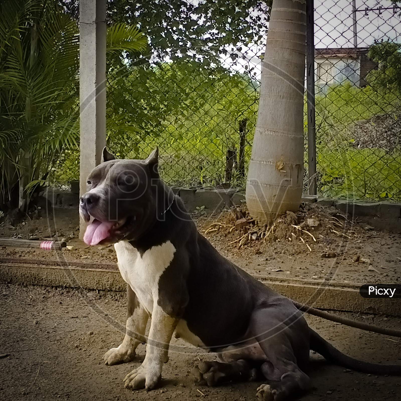 American pit bull.  No. 1 dog #1