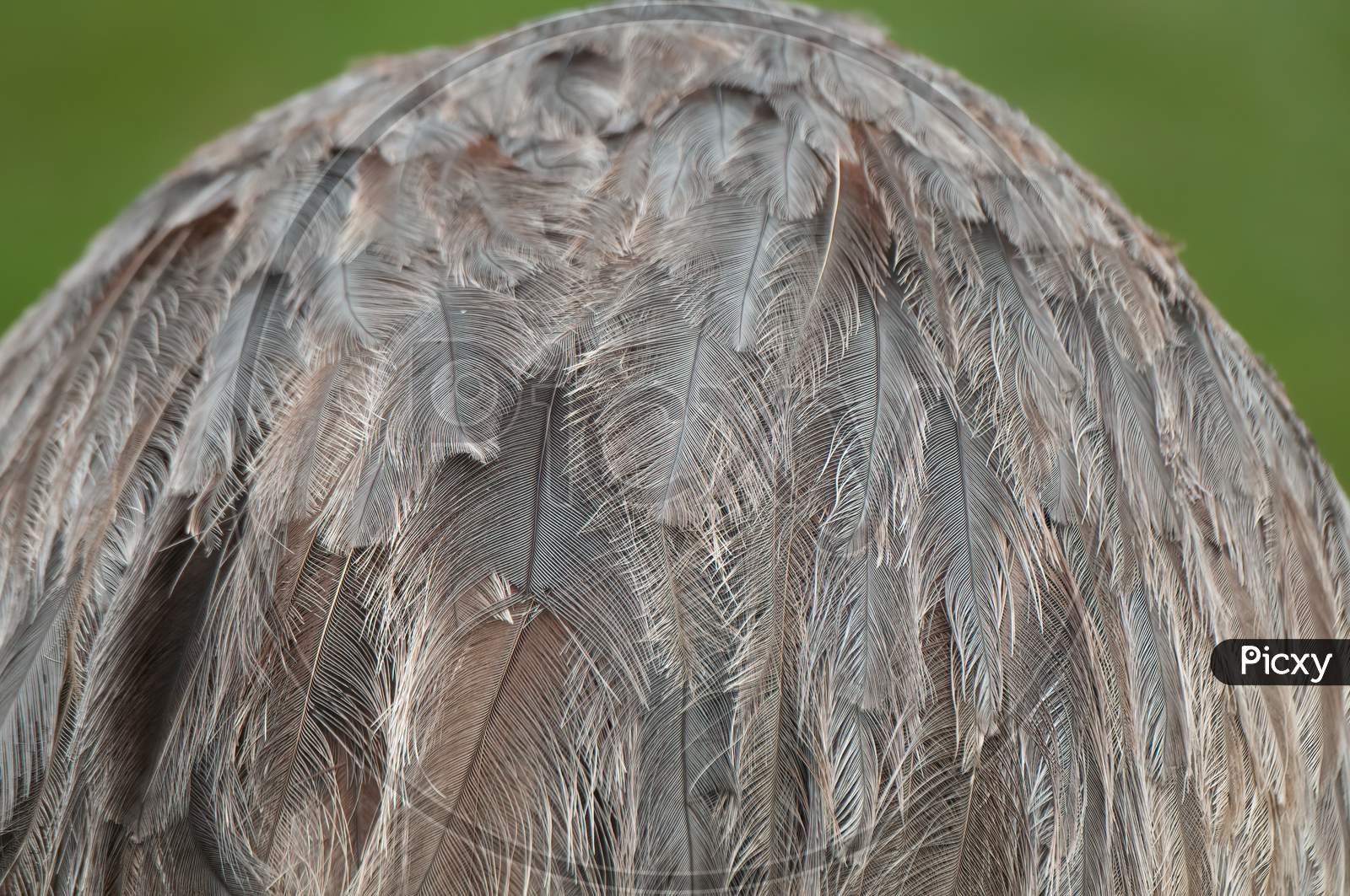 Feather Texture Of Emu, Dromaius Novaehollandiae,