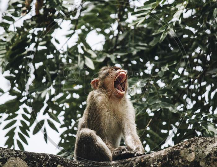 Indian Macaque Monkey Sitting On A Branch And Yawning