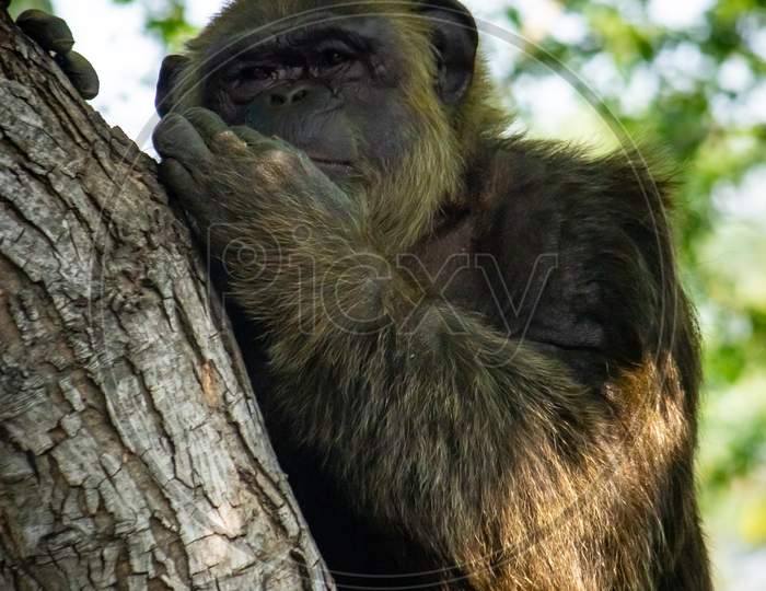 Young gigantic male Chimpanzee sleeping and relaxing on a tree in habitat forest jungle. Chimpanzee in close up view with thoughtful expression. Monkey & Apes family