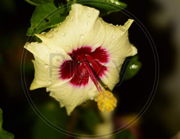 Yellowish Flower Contain Red Color Inside