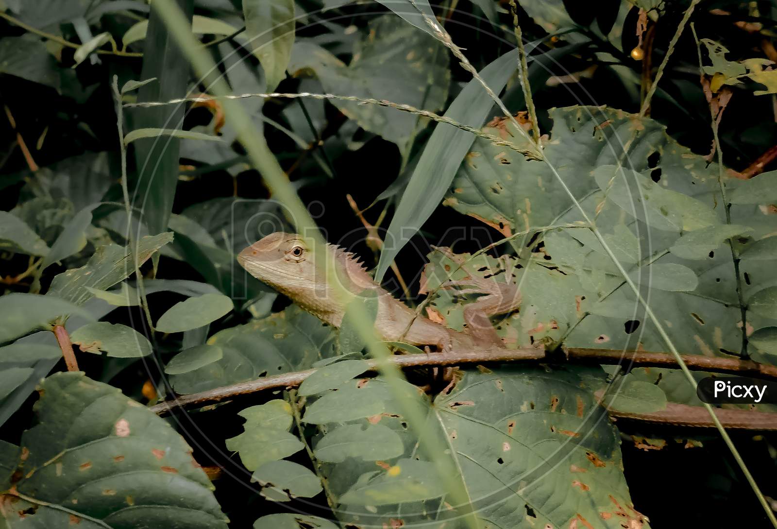 Oriental Garden Lizard