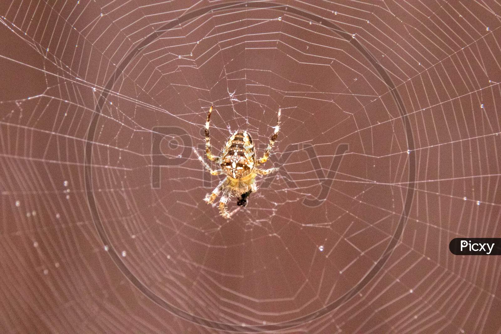 Spider Web Design