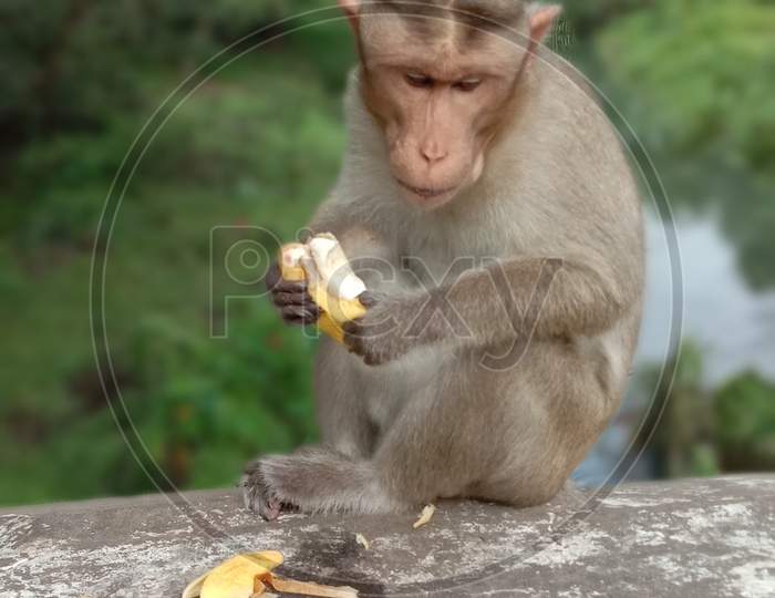 monkey eating banana, close shot