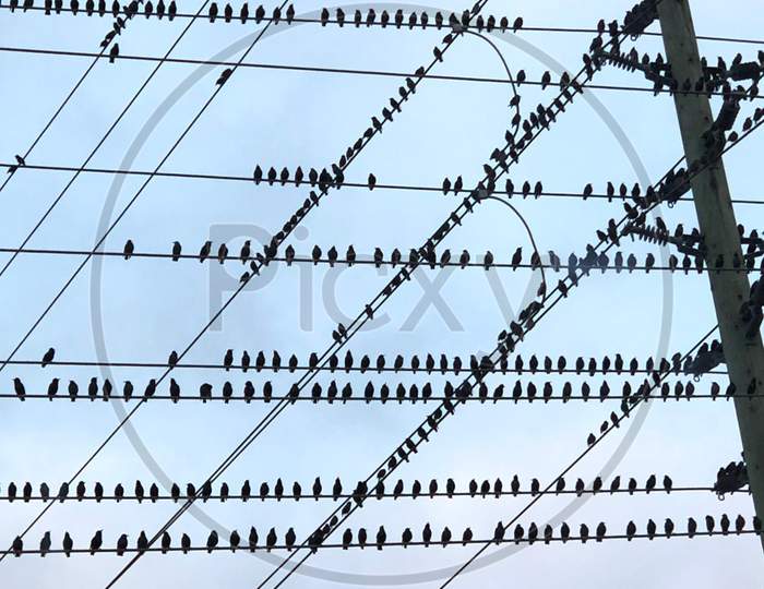 Line is birds