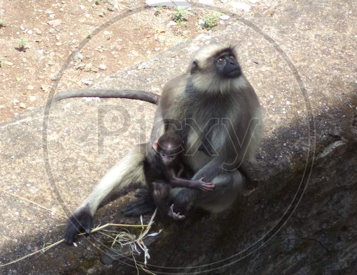 a baby monkey with her mother