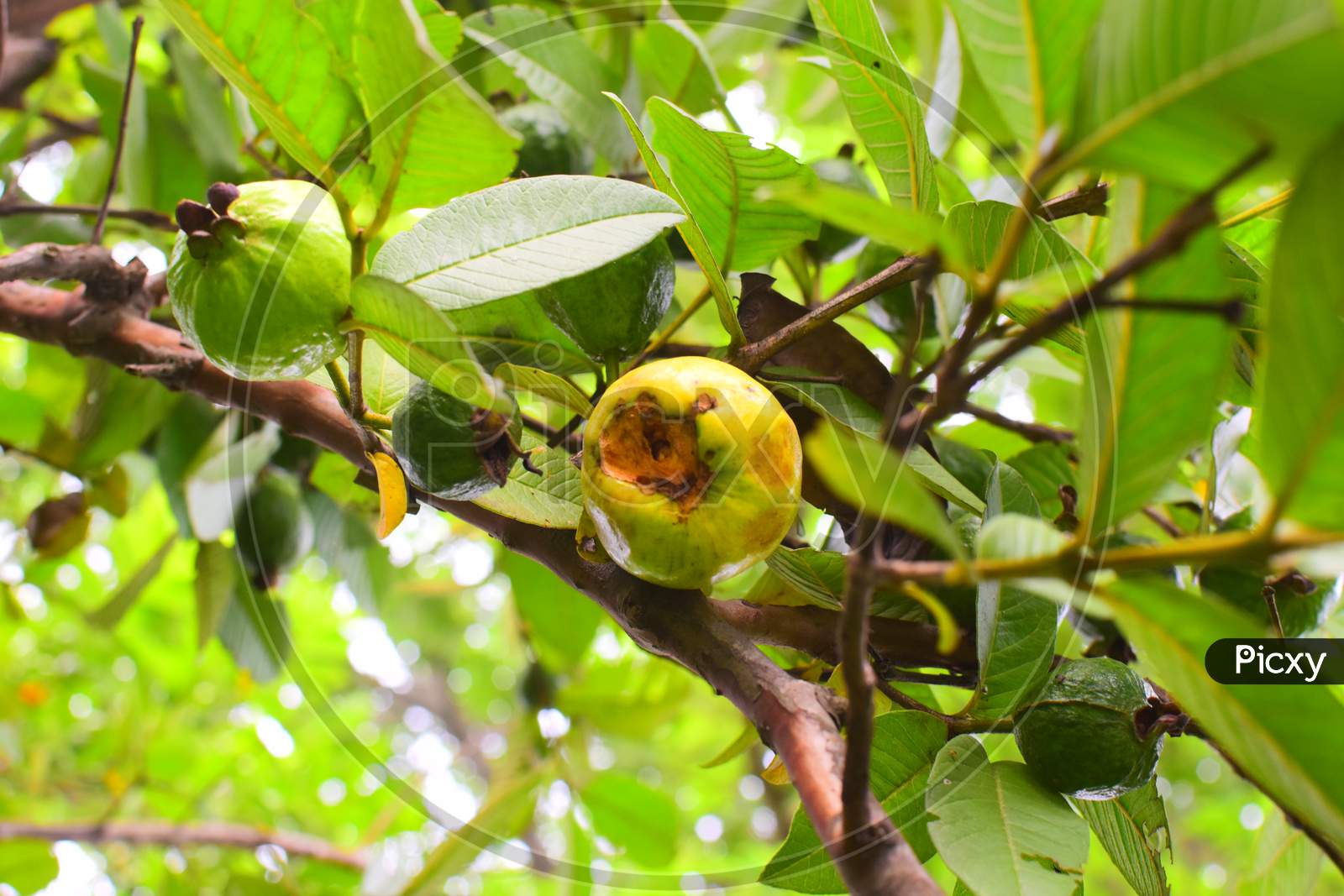 spoil guava fruit