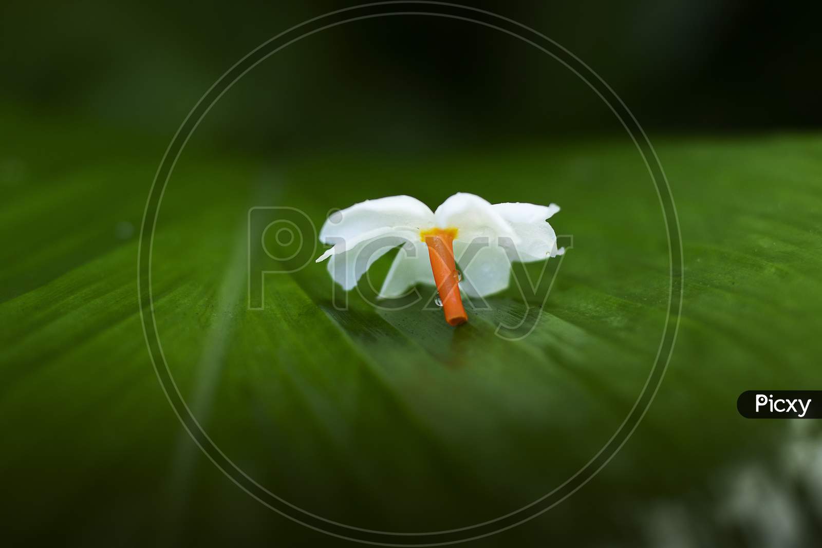 Shiuli Flower, Night blooming jasmine