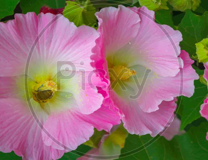 Image of Pink Bunga Raya Flower Malaysia National Flower-UO166783 