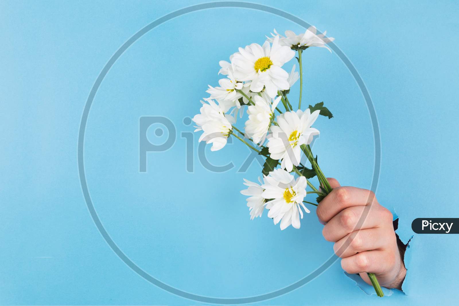 White flower, amazing white flower