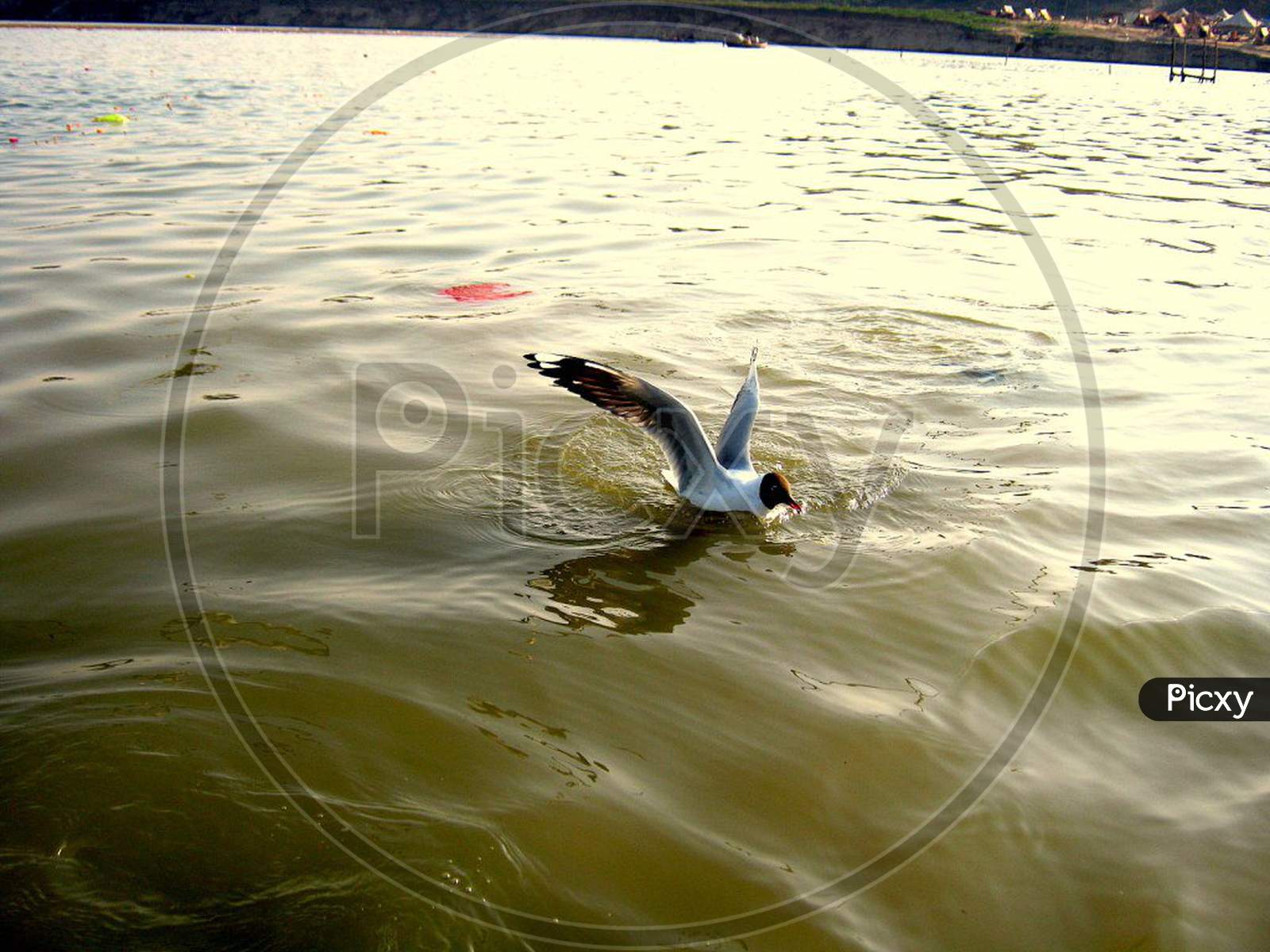Bird diving in the river for food