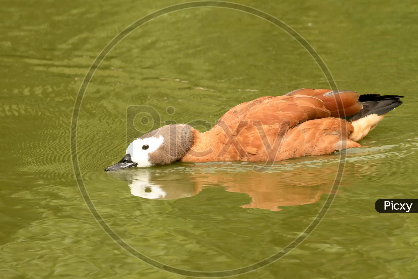 Whistling Tree Duck, Dendrocygna Viduata, Head Down On Green Water