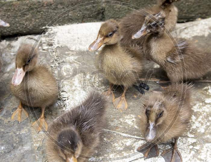 Ducklings Are Surrounded By Fences.Duck Chicks.Mallard Ducklings.Cute Domestic Duckling.Small Brown Duck Ducklings.Click Or Capture On My Own Camera.
