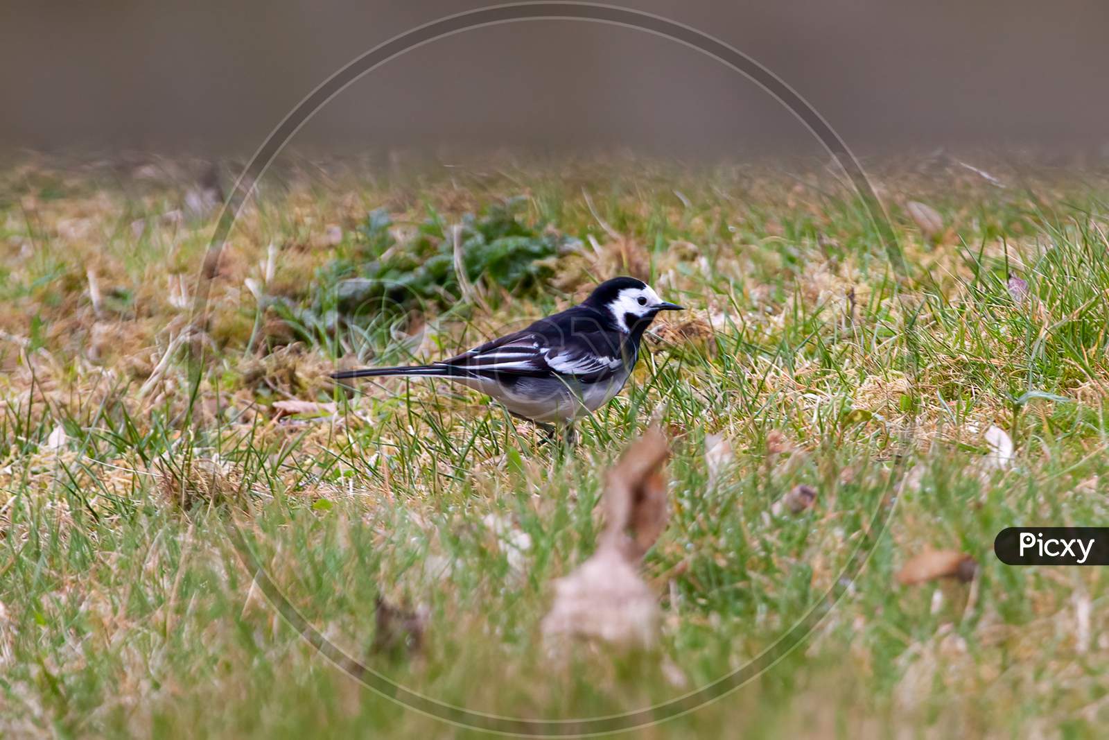Hungry Pied Wagtail, Motacilla Alba, Searching For Insects In Meadow