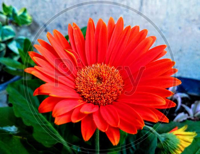 Red-orange flower