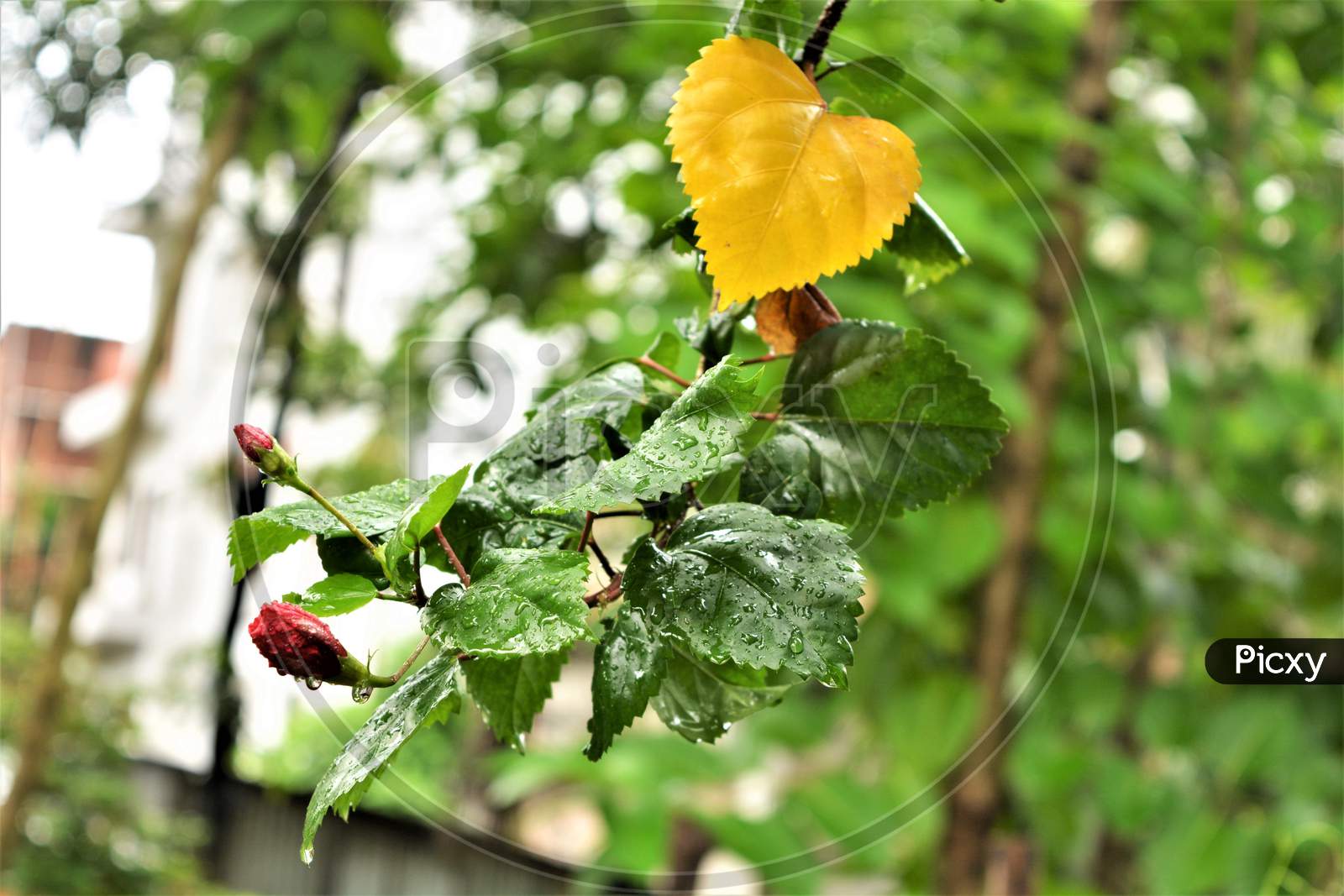 Hibiscus Buds
