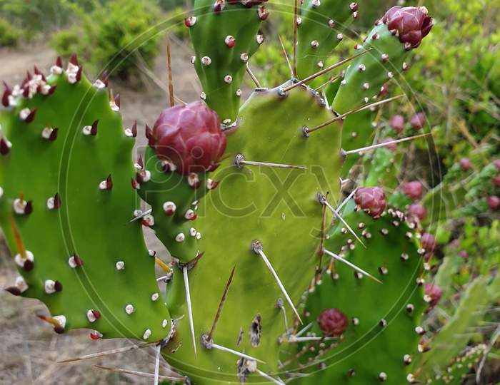 Cactus Plant with Cherry - Red