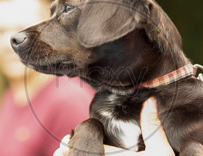 Small Chocolate Brown Dog Wearing Collar Being Held Up In Arms