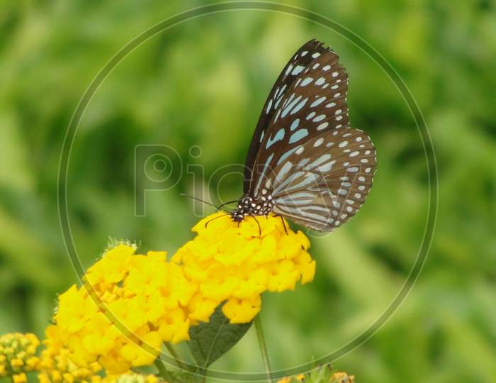 butterfly,blue and black butterfly on yellow flower