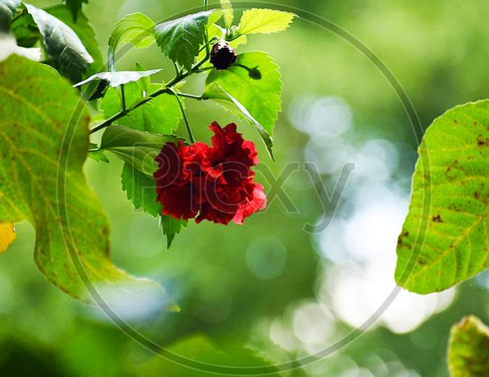 Red Flower In Bright Green leaves