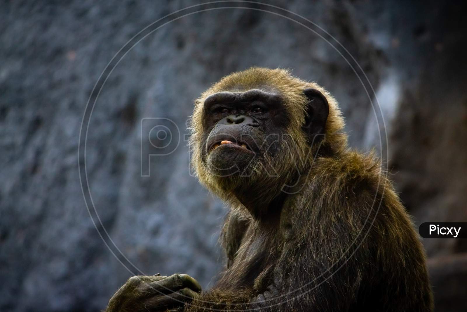 Young gigantic male Chimpanzee sleeping and relaxing on a tree in habitat forest jungle. Chimpanzee in close up view with thoughtful expression. Monkey & Apes family