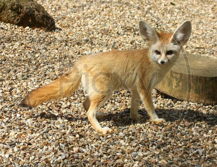 Cute Fennec Fox, Vulpes Zerda, With Large Adorable Ears