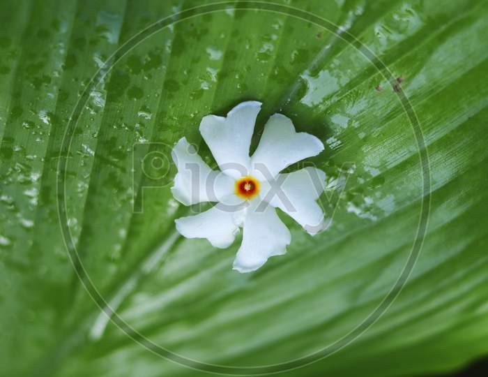 Shiuli Flower, Night blooming jasmine