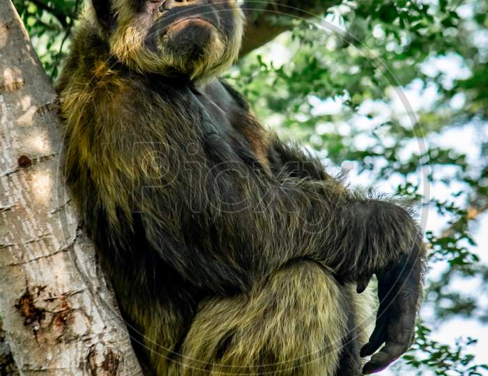 Young Gigantic Male Chimpanzee Sleeping And Relaxing On A Tree In Habitat Forest Jungle. Chimpanzee In Close Up View With Thoughtful Expression. Monkey & Apes Family