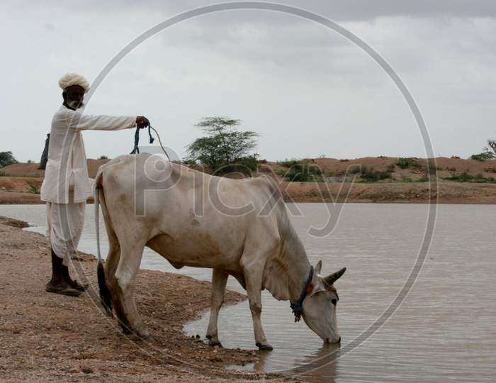 farmer with his thirsty cow