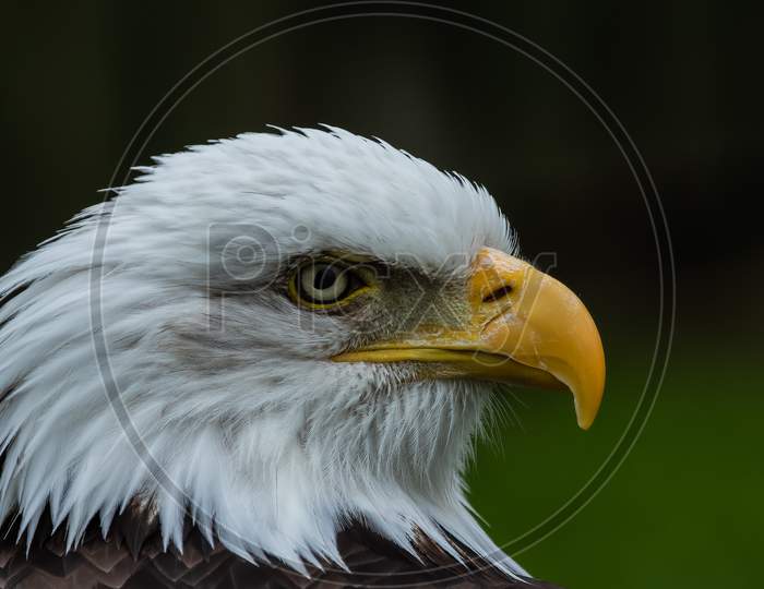 Selective Focus Portrait Of Magnificient Bald Eagle, Haliaeetus Leucocephalus, Against Green.