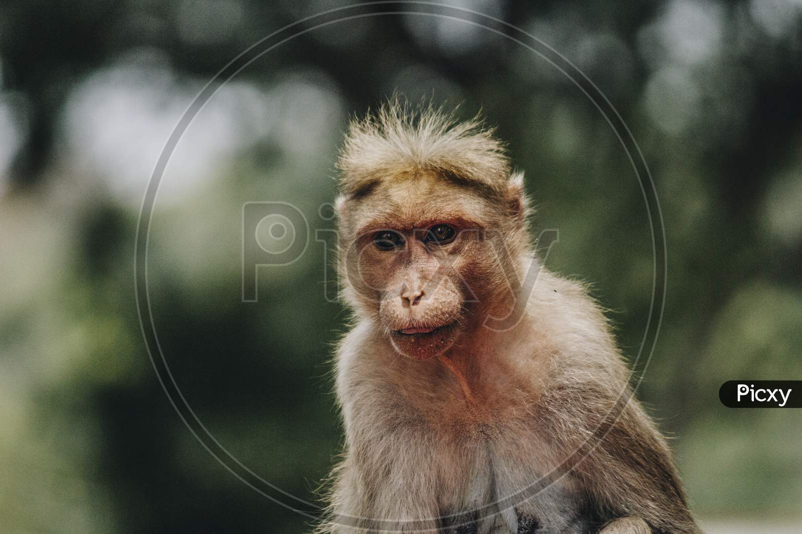 Portrait Of An Indian Macaque Monkey With Bokeh Background