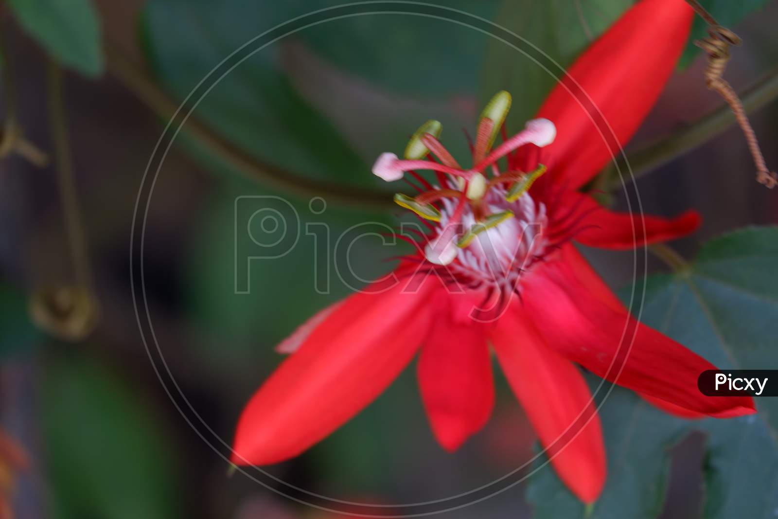 Red Passion Flower Passiflora Coccinea