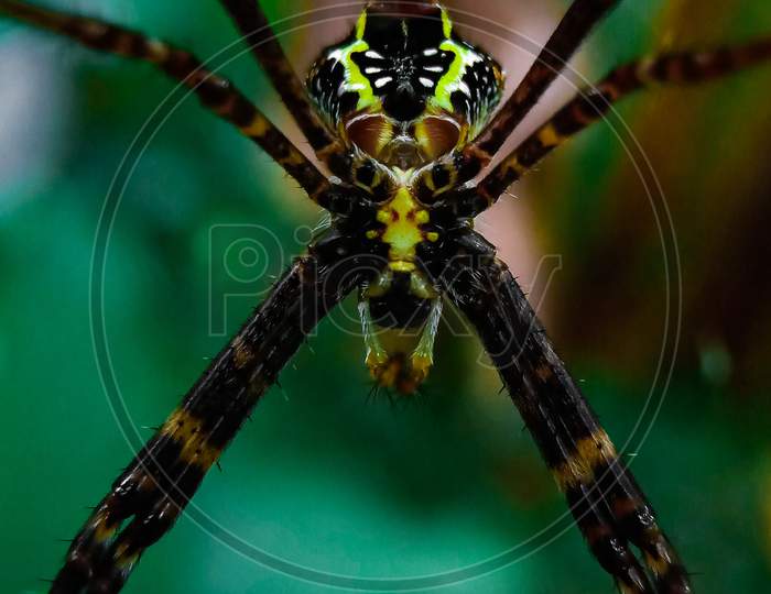 Spider , Shape of spider Macro Shot